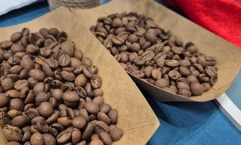 Giá cà phê hôm nay 14-2: Chốt tuần tăng tiếp