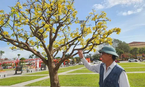 Cận cảnh những "cụ" mai nở rực rỡ giữa Quảng trường Hồ Chí Minh