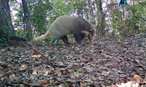 "Báu vật" trong Sách Đỏ xuất hiện tại khu rừng lớn nhất xứ Nghệ