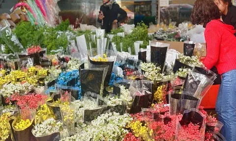 Cập nhật giá cả hoa ngày 28 Tết: Tuyết mai rẻ bất ngờ, cúc đẹp “đỉnh cao”, mộc lan trở thành hot trend