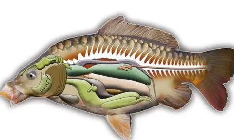 2 bộ phận của cá "cực độc, nhất là cái số 1, nhiều người thích ăn vì tưởng bổ