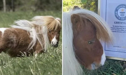 Ngộ nghĩnh chú ngựa lùn nhất thế giới