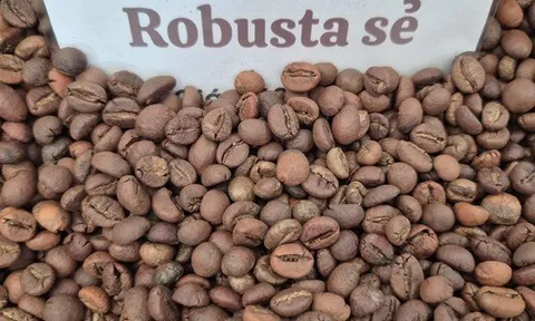 Giá cà phê hôm nay 16-2: Việt Nam là thị trường cung cấp thứ 3 cho Trung Quốc