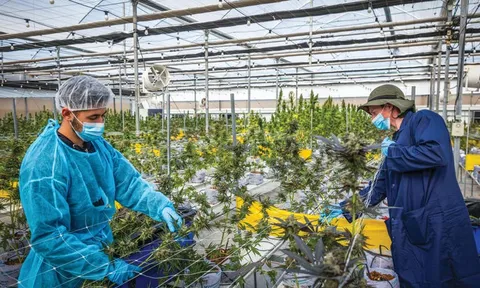 Phát minh của Israel “dậy sóng ngành nông nghiệp sạch toàn cầu”