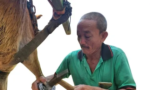 Chuyện ít biết về người làm nail cho ngựa cù lao