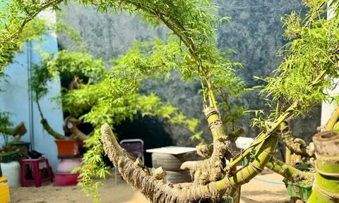 ‘Hô biến’ gốc tre thành tác phẩm bonsai độc đáo