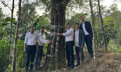 Từ gỗ rừng vô danh thành “vàng xanh” trăm tỷ