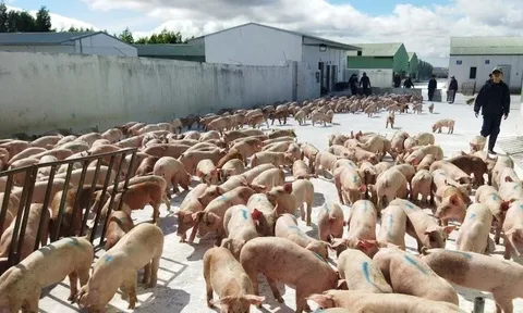 Bầu Đức và "vua thép" lãi to với trồng cây, nuôi lợn, tỷ phú khác khóc ròng