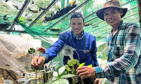 Người Xơ Đăng tặng nhau loài biệt dược ‘quý hơn vàng’