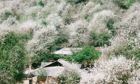 Thiên đường hoa sơn tra giữa đại ngàn Tây Bắc vào mùa đẹp nhất năm