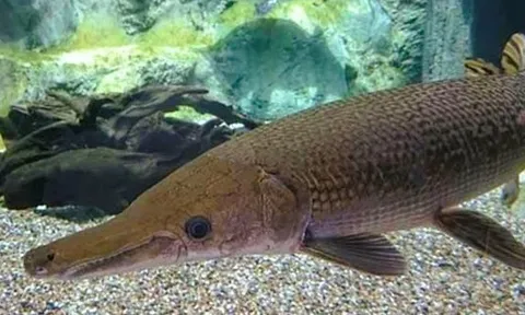 13 người ngộ độc do ăn trứng cá rồng là không chính xác