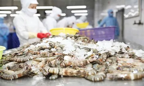 Thuế chống bán phá giá tôm vào Mỹ giảm mạnh từ 35% xuống thấp nhất chỉ 4%