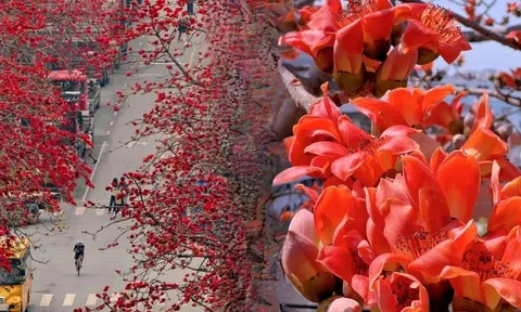 Vì sao hoa gạo thắp lửa đỏ rực cả góc trời nhưng người xưa dặn tuyệt đối không trồng sát nhà hay cắm làm cảnh?