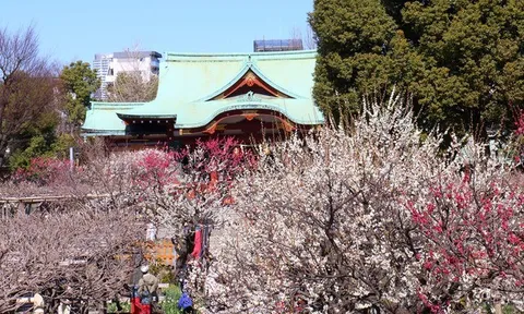 Những điểm ngắm hoa mơ lãng mạn nhất Tokyo vào mùa Xuân