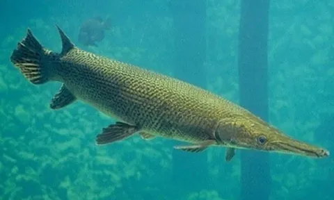 Tin mới về vụ 10 người bị ngộ độc do ăn trứng cá cảnh