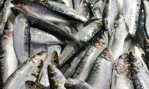 Mỹ đánh giá: Không phải cá hồi, đây mới là loài cá “tốt nhất thế giới”, cực giàu omega-3, đi chợ thấy thì nên mua ngay