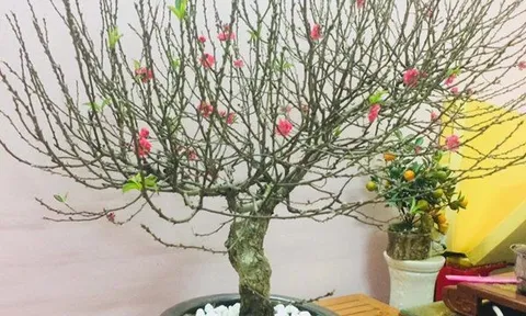 Cảnh báo đặc biệt tới các gia đình đang bày hoa đào ngày Tết