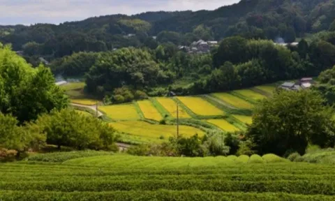 Buồn của nền kinh tế lớn thứ 4 thế giới: Matcha bùng nổ toàn cầu nhưng canh tác lại gặp khó, giá trà tăng đến 86%