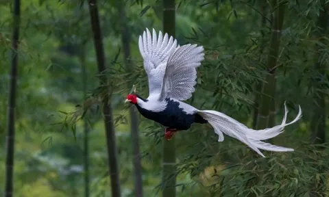 "Phượng hoàng trắng" lộ diện giữa đại ngàn lớn nhất Nghệ An