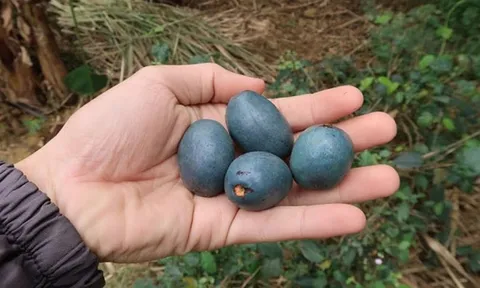 Loại quả xưa không ai thèm nhặt, giờ thành đặc sản tốt như "thuốc quý"