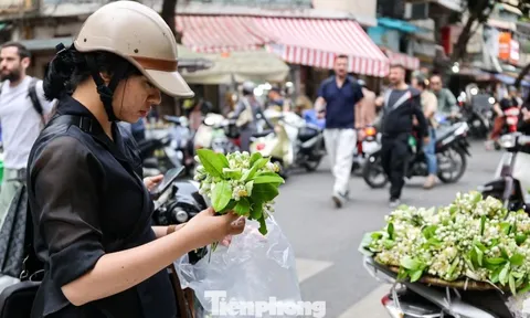 Hoa bưởi ngập phố Hà Nội, giá 'chát' vẫn đắt hàng