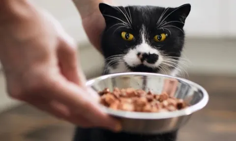 Chàng trai kiếm được 600 triệu đồng dịp Tết nhờ dịch vụ cho mèo ăn