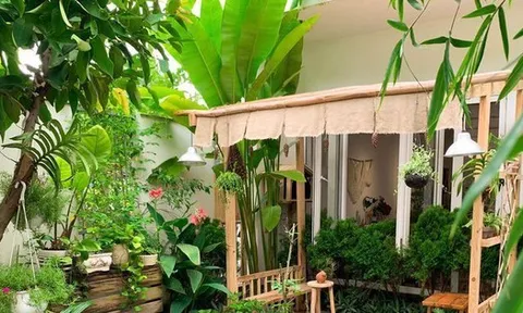 3 loại cây đừng trồng sau nhà