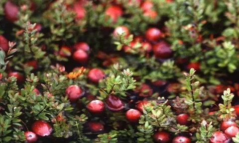 Ung thư rất “sợ” loại quả này, giàu chất chống oxy hóa mạnh mẽ: Nhiều người Việt biết mà chưa hay ăn