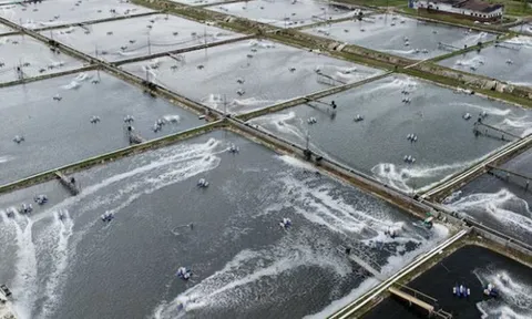 Không phải sầu riêng, Việt Nam vừa đón tin vui trăm triệu USD từ Trung Quốc và Nhật Bản