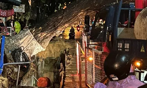 Cây cổ thụ bật gốc giữa đêm ở Đà Nẵng, nghi do đào đường