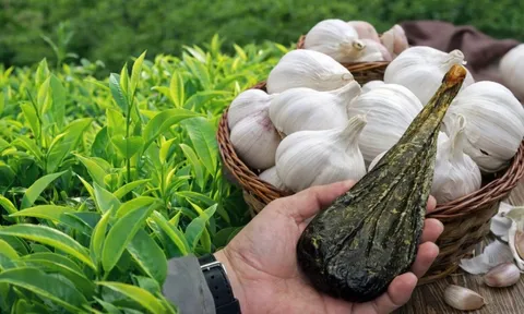 Độc quyền sáng chế: Các nhà khoa học Việt Nam tạo dấu ấn đột phá từ dược liệu, hỗ trợ 'mặt hàng tỷ USD'