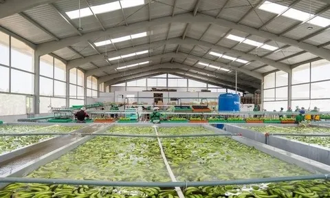 Sau gạo, một loại ‘siêu trái cây’ xuất khẩu gặp khó: Hàng nghìn container phải quay đầu, Nga, châu Âu đang nhập rất nhiều