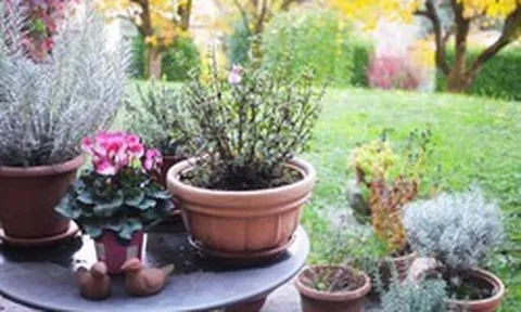 7 loại cây mang lại may mắn, nên trồng ngay trong vườn nhà