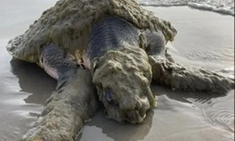 Cứu hộ tưởng nhìn nhầm khi thấy sinh vật đầy "lông" ở bờ biển, chuyên gia xác nhận: Chỉ còn 23.000 cá thể!