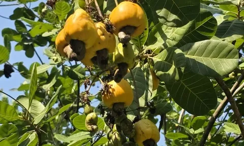 "Thủ phủ" điều Đồng Nai lao đao vì mưa trái mùa: Sâu bệnh bủa vây, nông dân thất thu