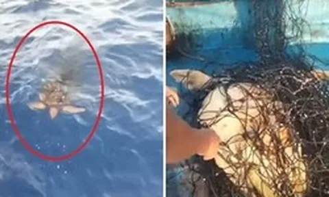 Rùa mắc lưới bơi đến thuyền cầu cứu, clip hút hơn 16 triệu lượt xem: Người quay tiết lộ thông tin