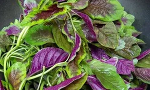 5 loại rau rất ít bị phun thuốc trừ sâu, ăn cực ngon miệng, chợ Việt bán chỉ vài ngàn một mớ