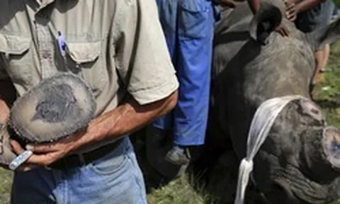 Chu Đăng Khoa bị bắt ở Nam Phi vì buôn lậu sừng tê giác: Bộ Ngoại giao lên tiếng