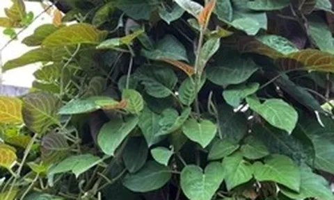 Loại lá mọc dại khắp nơi, được xem là ‘bảo bối’ cho hệ tiêu hóa