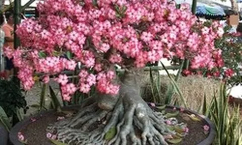 Ông bà dặn kỹ: 7 loại cây tuyệt đối đừng trồng trong nhà, đẹp mấy cũng xui rủi, cả nhà khó an yên