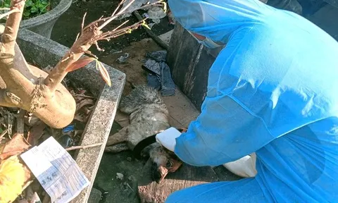 Đà Nẵng: Chó thả rông nhiễm dại, mối nguy treo lơ lửng khu dân cư