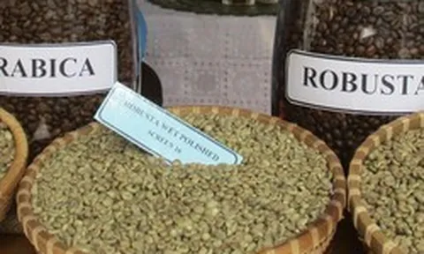 Giá cà phê hôm nay 21-3: Arabica tăng nóng