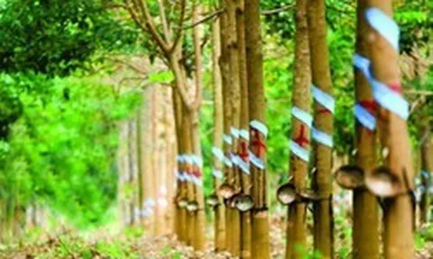 Một doanh nghiệp đặt mục tiêu lợi nhuận năm 2026 tăng hơn 150% so với năm trước nhờ khoản tiền đền bù từ công ty thành viên của THACO