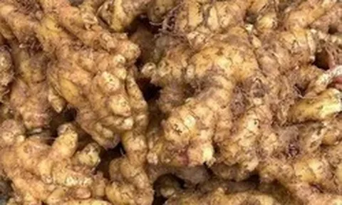 Tác dụng của gừng trong chăm sóc và nuôi dưỡng mái tóc