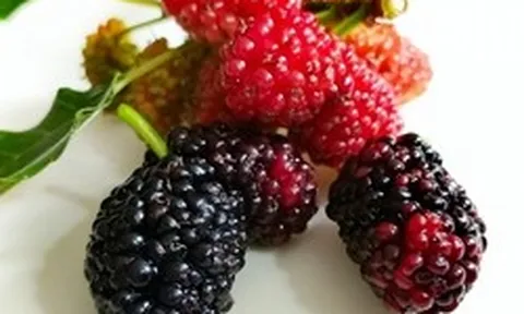 4 loại trái cây người Việt ăn hàng ngày giúp bồi bổ máu nuôi dưỡng gan, chợ bán giá rất rẻ