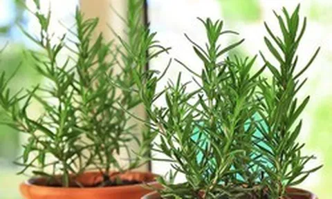 3 loại cây nên trồng trong nhà, đuổi muỗi hiệu quả, thơm phòng