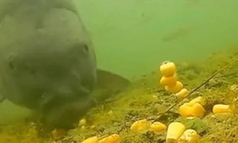 Cá chưa bao giờ lên bờ, làm sao chúng biết hạt ngô có thể ăn được?