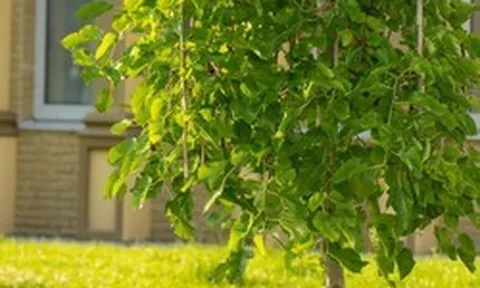 3 loại cây “hao tài tán lộc”, không nên trồng trong sân nhà