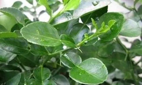 Người Việt có 1 loại lá chống rụng tóc, kích thích mọc tóc con hiệu quả, "đánh bại" nhiều bệnh tật thế nhưng đang bị bỏ phí