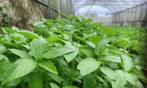 Việt Nam có loại rau người Nhật ví là "nhân sâm xanh": Giảm mỡ máu, bổ tim nhưng nhiều người chê không ăn